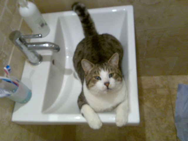 cats in sinks, cute cat pictures, adorable cat pictures, cat in sink pictures, cat pictures, kitten, funny cats