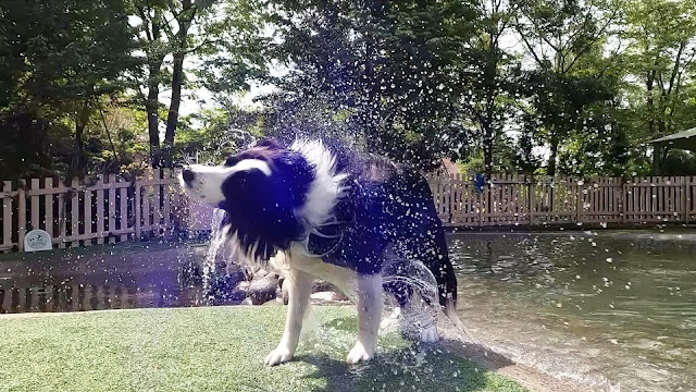 保護犬 ボーダーコリー トーマ 小谷流の里ドギーズアイランド