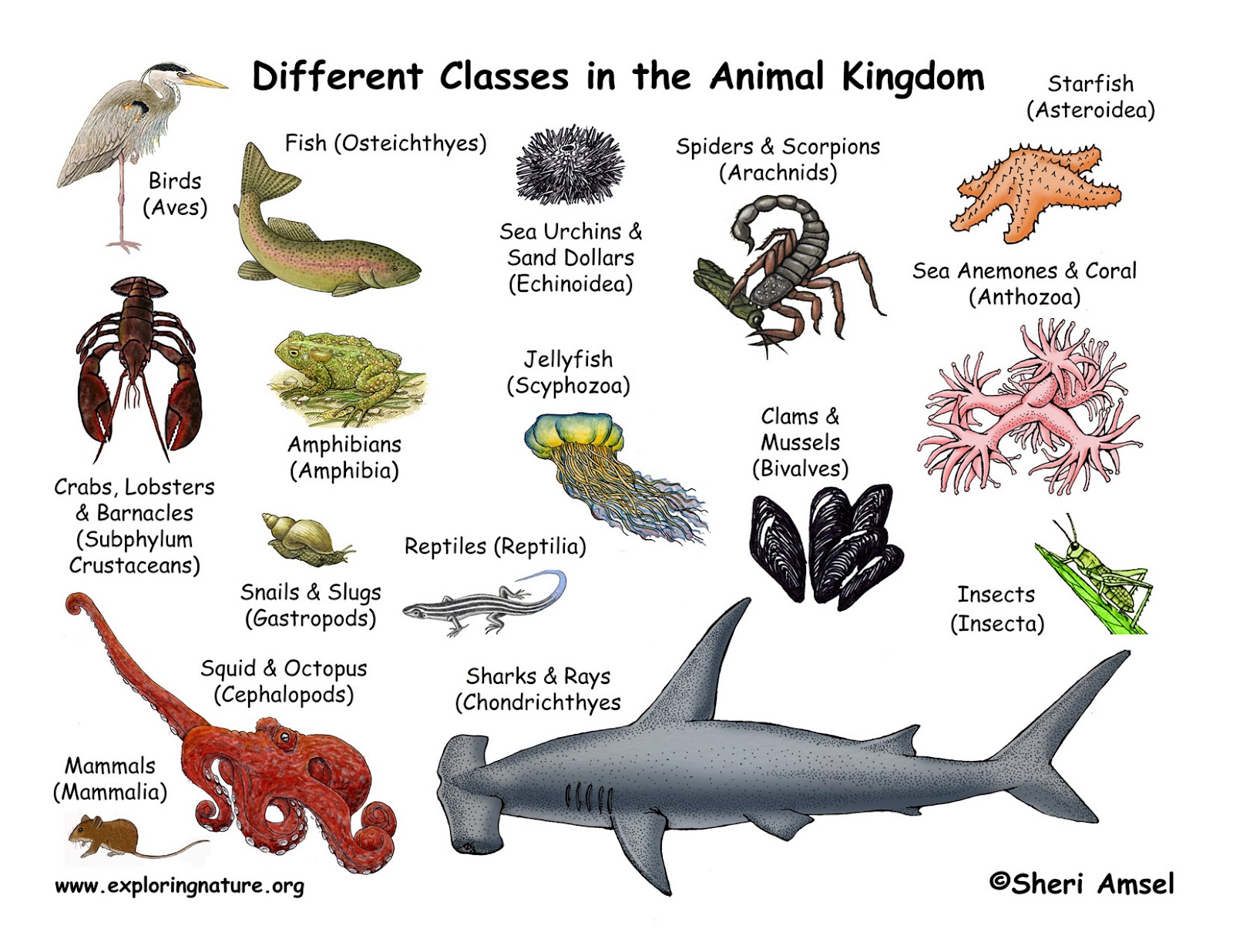 Animal Groups SCIENCE EDUs NOTE