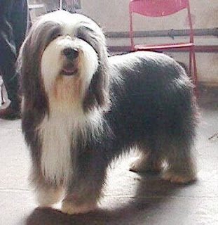 Bearded-Collie-photos