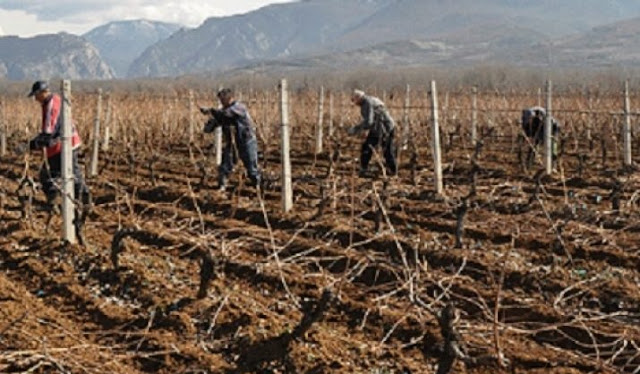 Vineyards and fruit trees at risk due to low temperatures in Macedonia