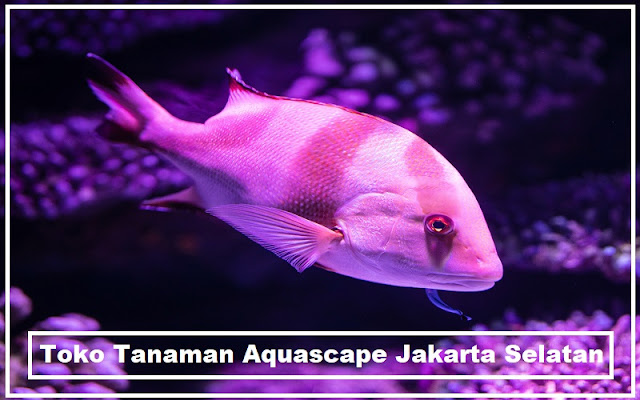Toko Tanaman Aquascape