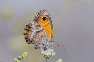 mariposa-lobito-jaspeado-pyronia-cecilia-libando-