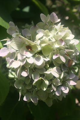 how to prune hydrangeas