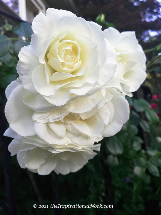 White dawn roses, white climbing roses