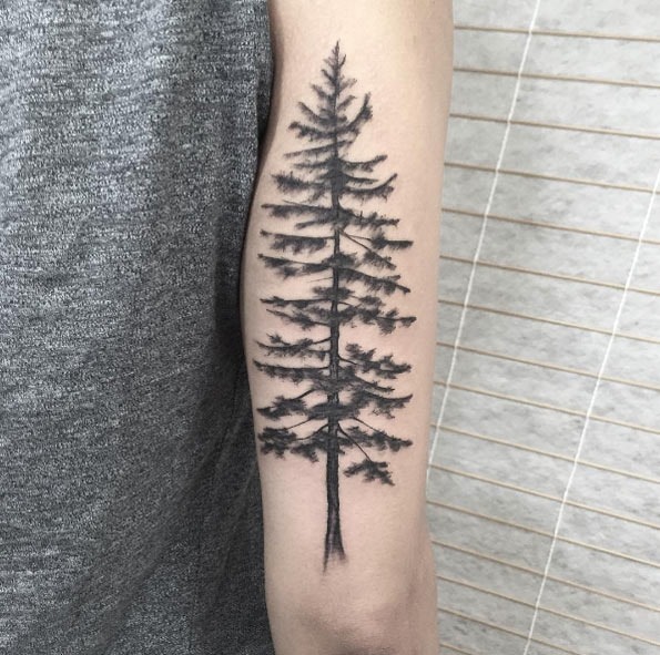 este_pinheiro