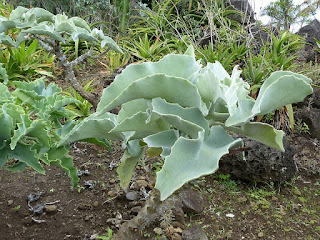 Kalanchoe beharensis - Kalanchoé de Behara - Kalanchoé à oreilles d'éléphant