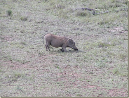 warthog5