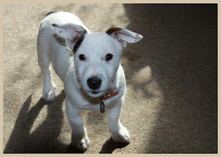 Jack russel terrier puppies pictures