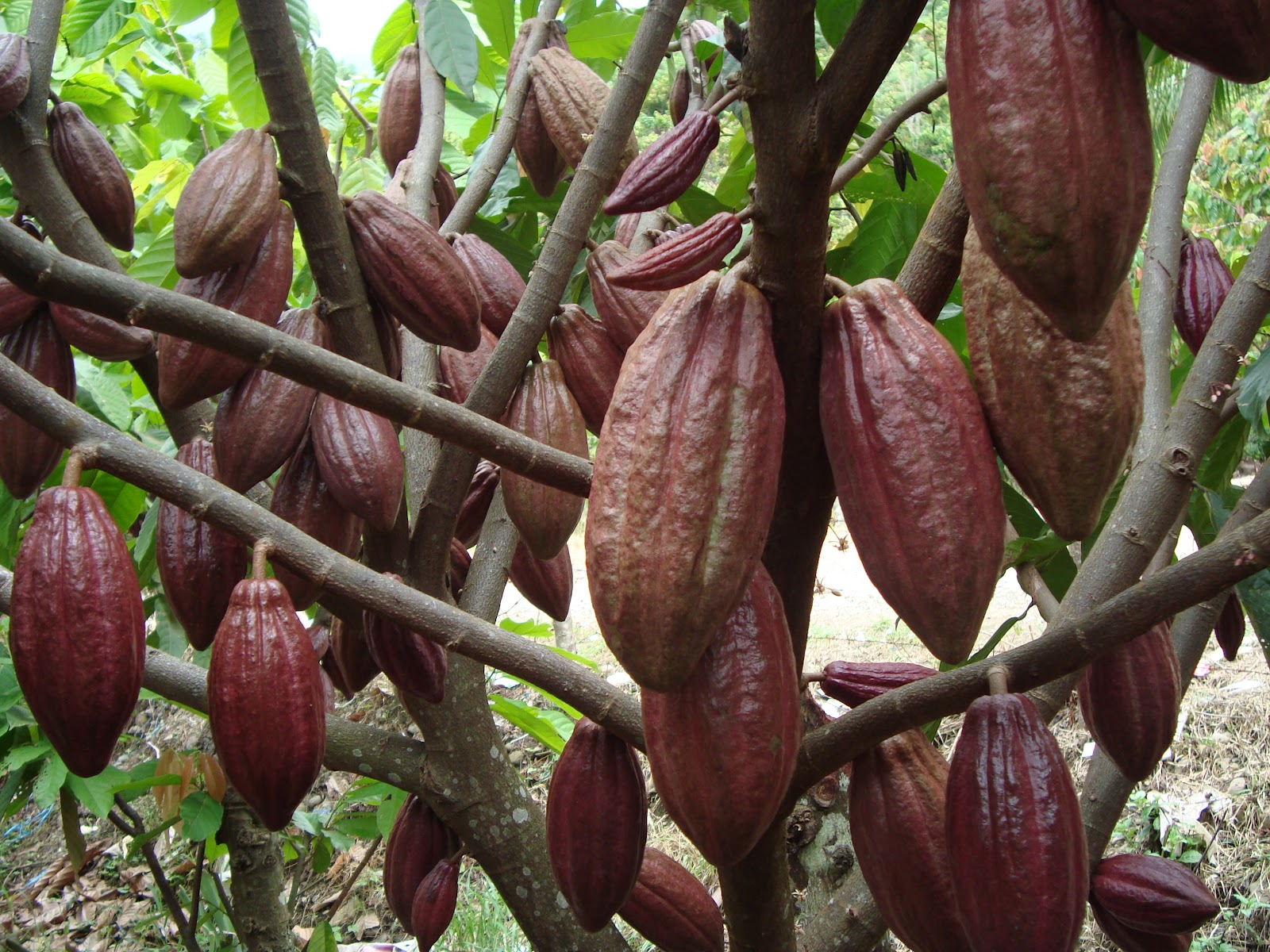 Negara Negara Penghasil Biji Kakao Terbesar Di Dunia 