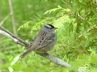 Bruant à couronne blanche - Zonotrichia leucophrys