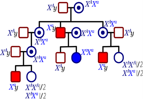 Pedigrí de herencia ligada al cromosoma X recesiva.