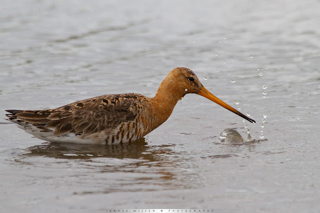 Grutto - Black-tailed Godwit - Limosa limosa