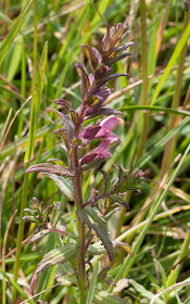 Red bartsia, Odontites vernus. Jubilee Country Park, 11 June 2011.