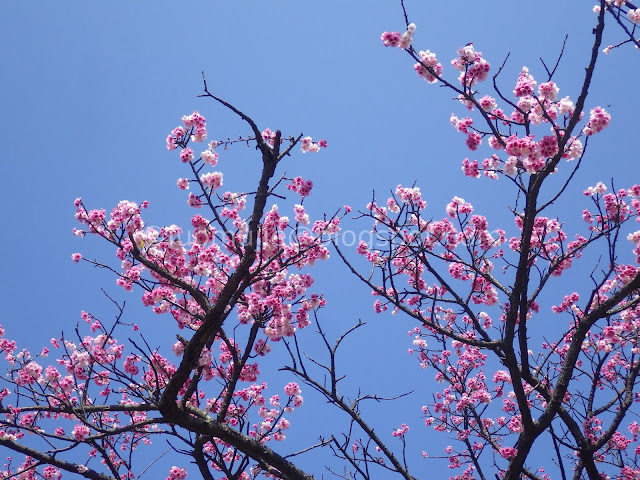 Pingjing St. Lane 42 cherry blossoms