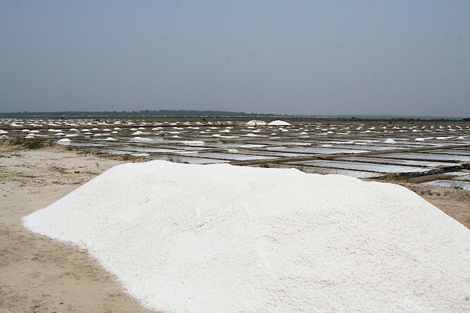 Salt - Sea salt or Iodized Salt