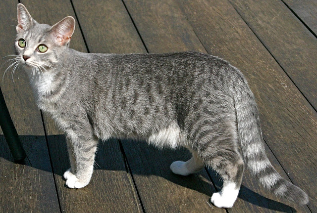 Top Egyptian Mau Cat kitten image