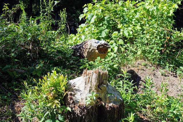 Beaver home on Highland Creek near U of T Scarborough Campus