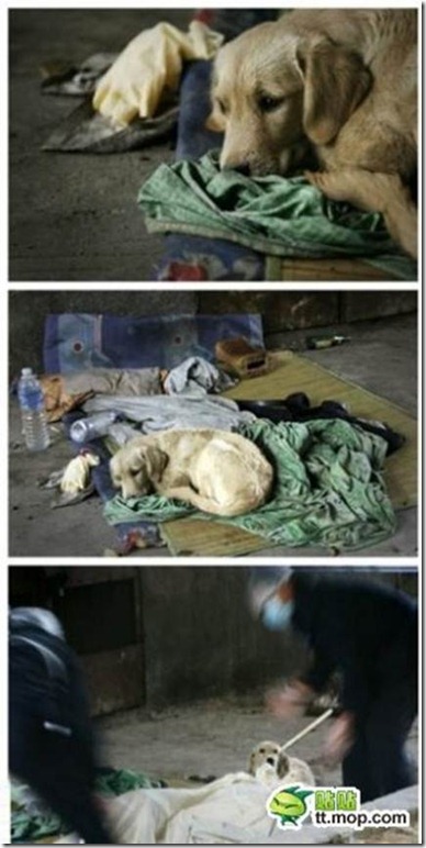 狗狗是人類最好的朋友