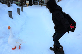 北海道 札幌 円山動物園