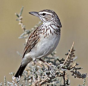 Suara burung sabota lark 