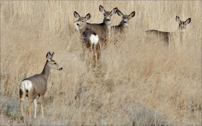 Palouse deer.