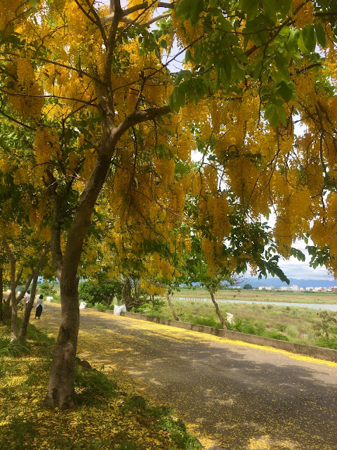 Golden Shower Trees in Anding, Tainan, Taiwan