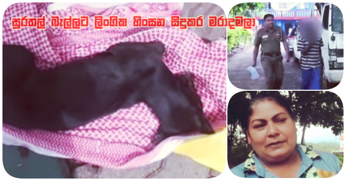 https://www.gossiplankanews.com/2019/01/balangoda-dog-abuse.html#more