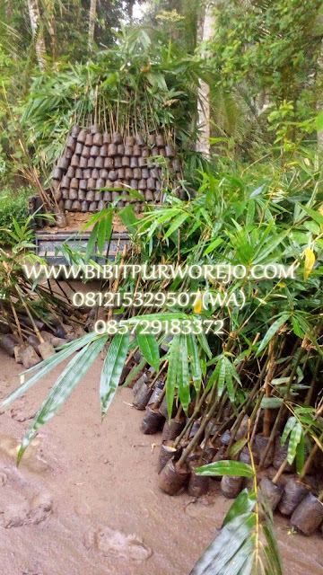 Jual bibit bambu, bibit bambu, bibit purworejo, jual bibit bambu petung, jual bibit bambu petung kultur, bibit bambu petung kultur jaringan, bibit bambu, jual bibit bambu, bambu petung, panen bambu petung, fungsi bambu petung, bambu terbesar, jual bibit bambu petung murah, jual bibit bambu petung unggul, bibit bambu stek, stek bambu petung, cara stek bambu petung, budidaya bambu petung, harga bambu petung, harga bibit bambu petung, jual bibit bambu petung murah, jual bibit bambu petung unggul, jual bibit bambu petung kultur jaringan, jual bibit bambu petung stek siap tanam, harga bibit bambu petung kultur jaringan, harga bibit bambu petung stek batang, cara buat bibit bambu petung, cara tanam bambu petung , jarak tanam bibit bambu petung, usia bambu petung, bambu petung super.