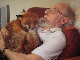 funny animals of the week, old man sleeps with fox