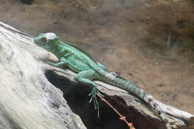 【富國島】觀光．越南最大野生動物園，近距離接觸動物｜Vinp