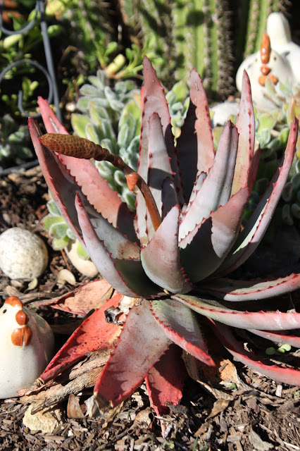 Aloe conifera with an early inflorescence