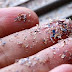Microplastics in the Human Brain, Nose, and Blood: Health Risks and How to Reduce Exposure