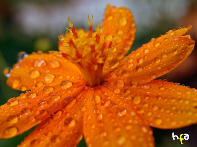 foto bokeh/makro/macro dengan tetesan air (embun) diatas kelopak bunga kenikir berwarna kuning, Cosmos caudatus