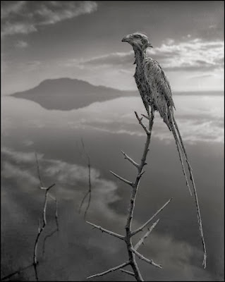 calcified bird lake natron