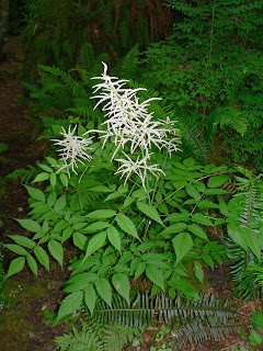 Aruncus dioicus