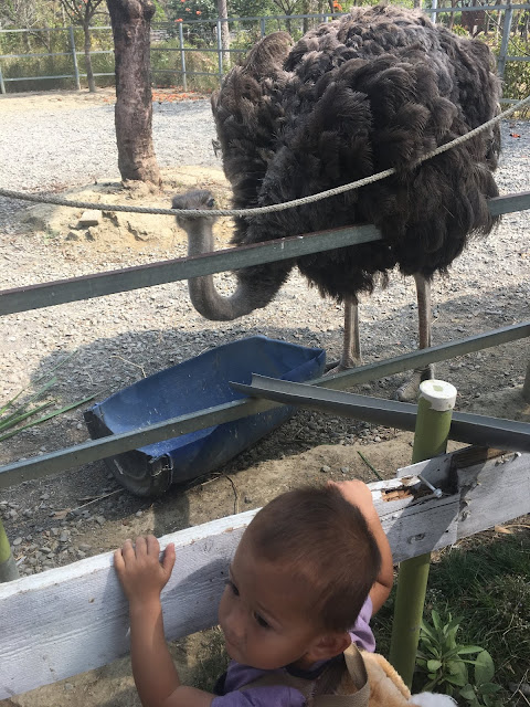 Xinshi Nanke Science Park Animal Ranch , attractions for kids in Tainan, Taiwan