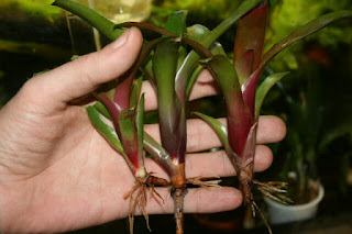 neoregelia fireball