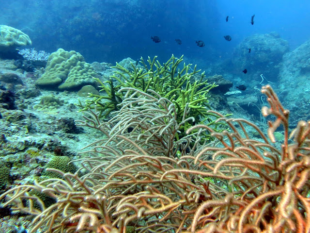 whip corals, Malaysia, south china sea, scuba diving, tioman island, salang