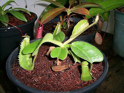 nepenthes truncata seedling