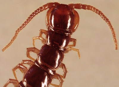 chilopoda Lithobius forficatus