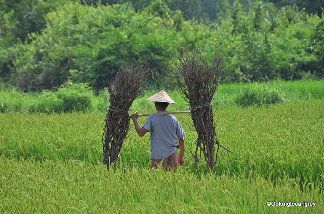 Farmer, Aishanmen village, Yangshou, China