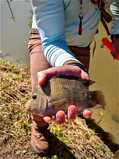 Fish Spotlight Rio Grande Cichlid