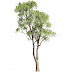 Tree oak 