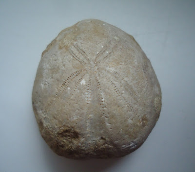 Beautiful Fossil Sea Urchin Echinoid 40mm