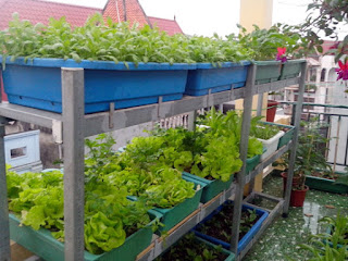 trồng rau sạch trên sân thượng