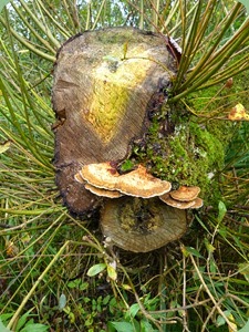 Bracket Fungus