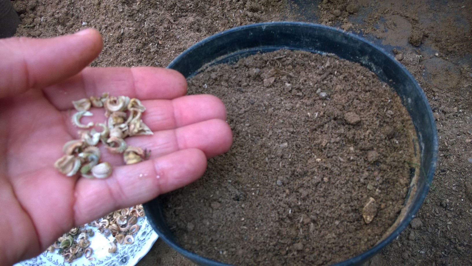 Place calendula seeds on the surface of the compost in the pot.