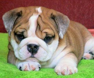 english bulldog animal wallpaper dogs puppies pets