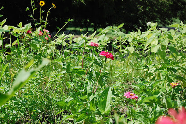 flower, farm, sustainable, Mississippi, Clinton, athomewithjemma